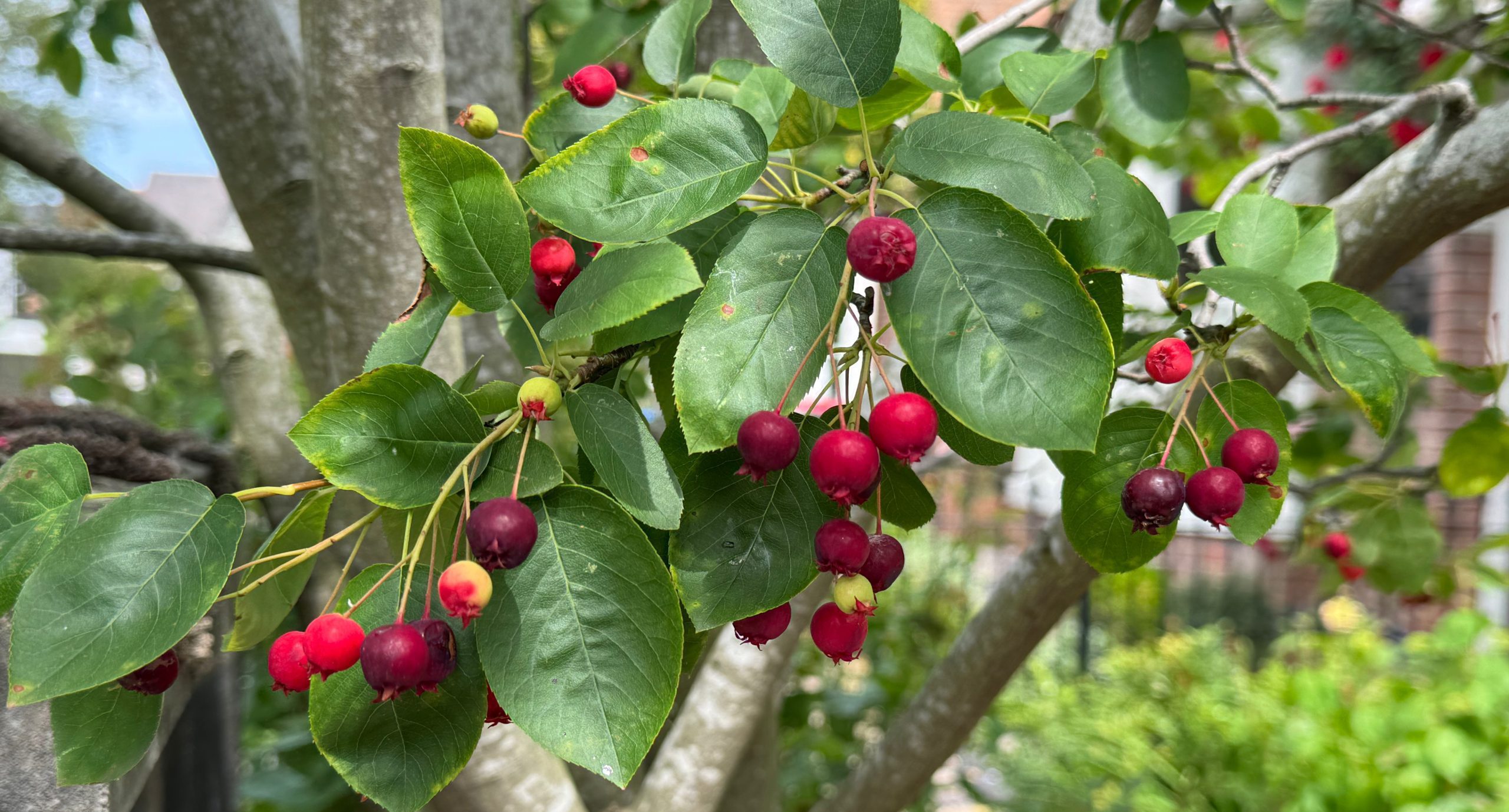 Juneberries 