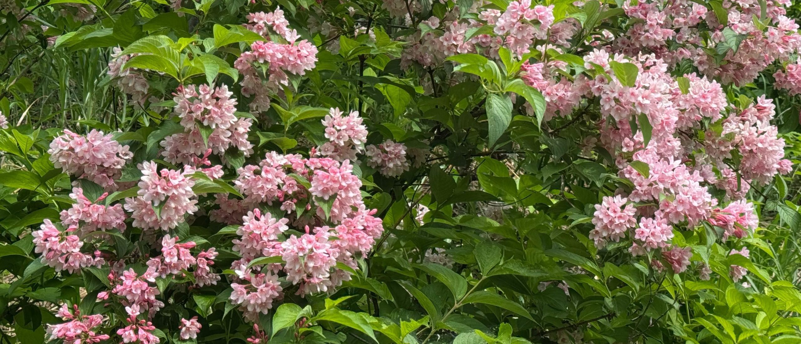 Wegeila growing wild on a Japanese hillside