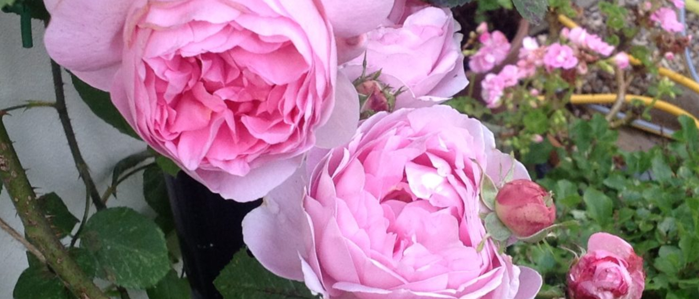 Constance Spry – David Austin’s first rose