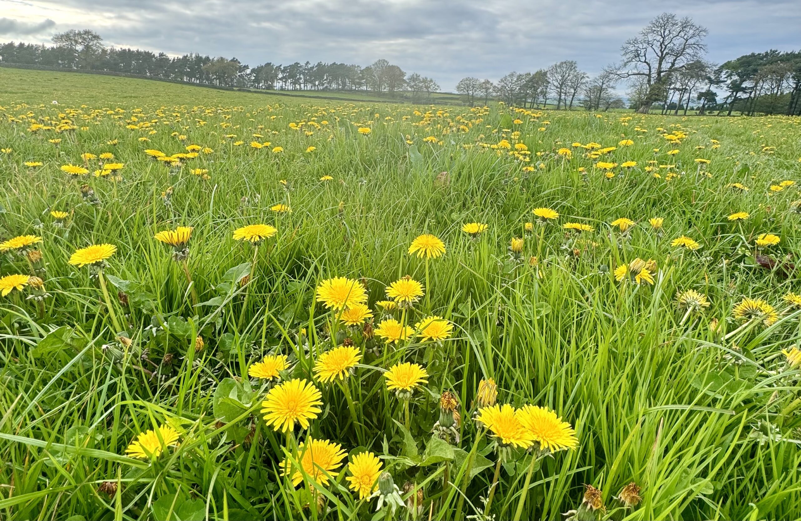 Are dandelions weeds?