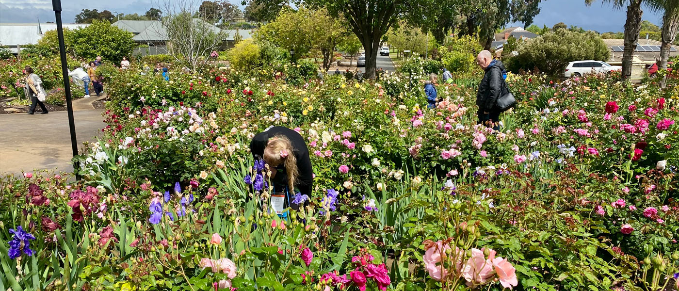 The Trimper rose garden