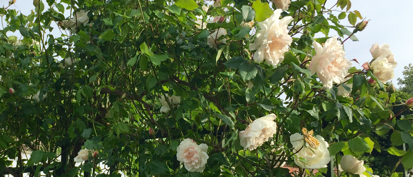 Who was ‘Mme Alfred Carrière’?