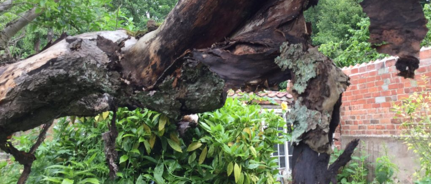 Original Bramley apple tree and the attempts to save it