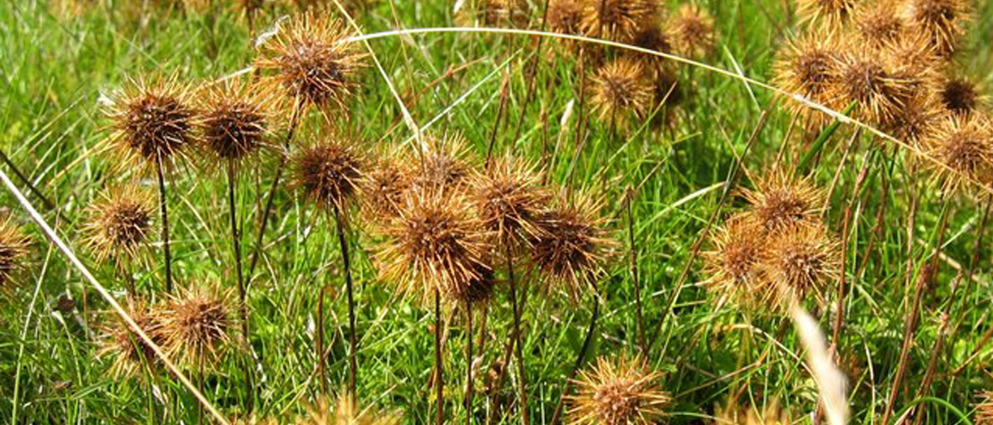 Pirri pirri – How a Scottish royal visit triggered an invasion