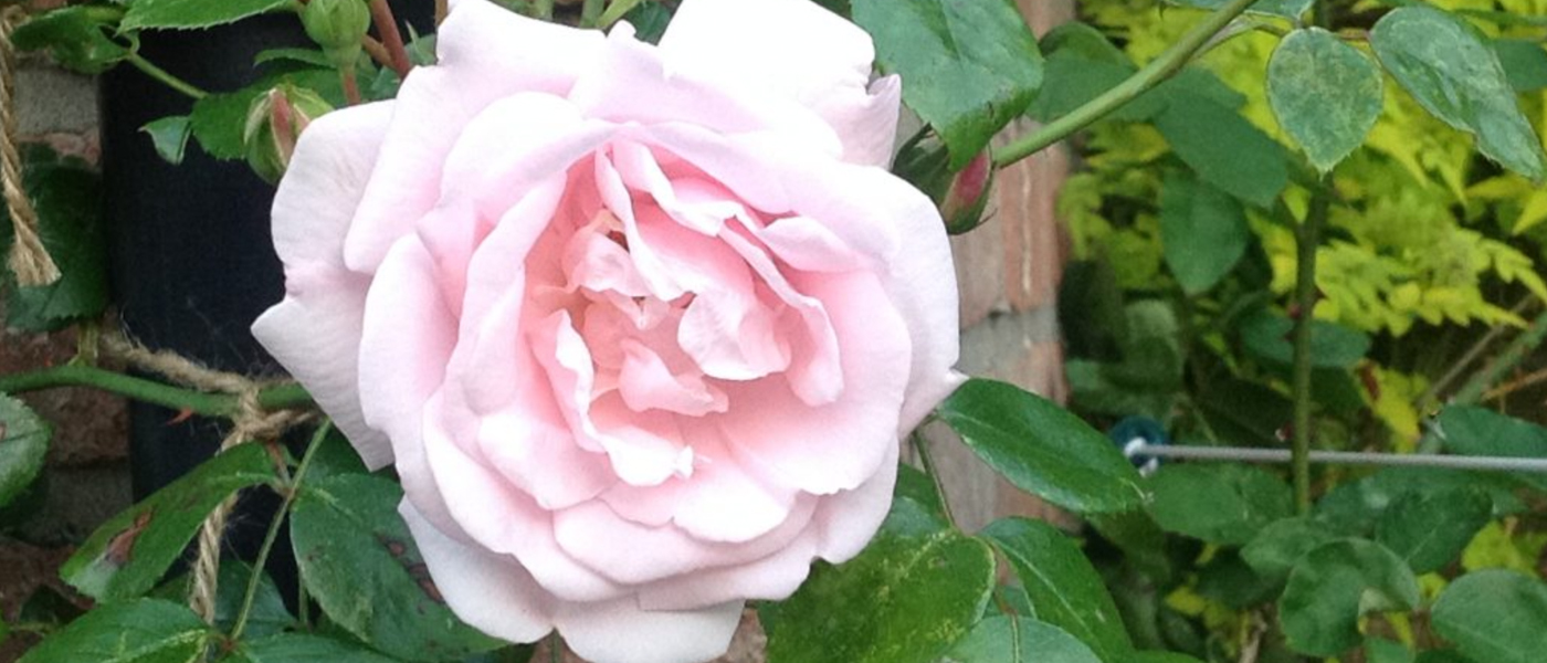 Roses – great if you smell like a goat