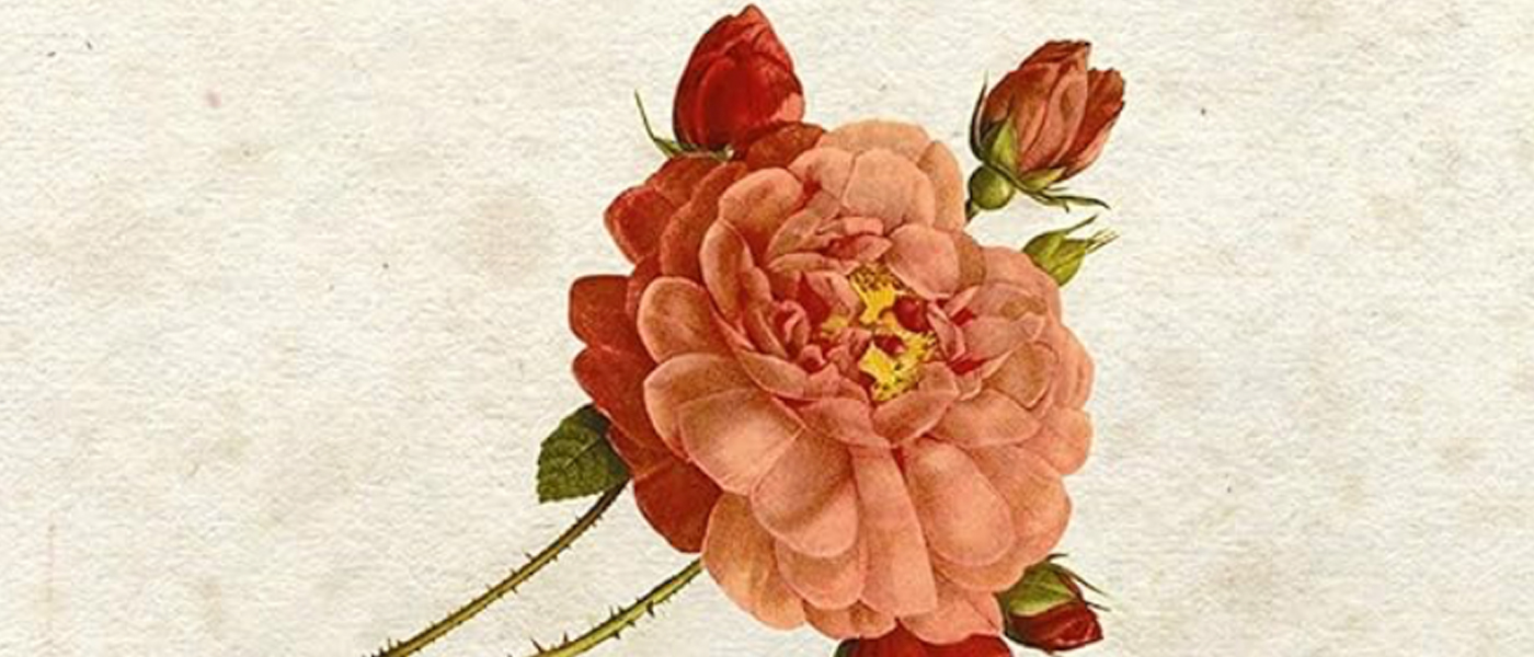 Jennifer Potter’s ‘The Rose’