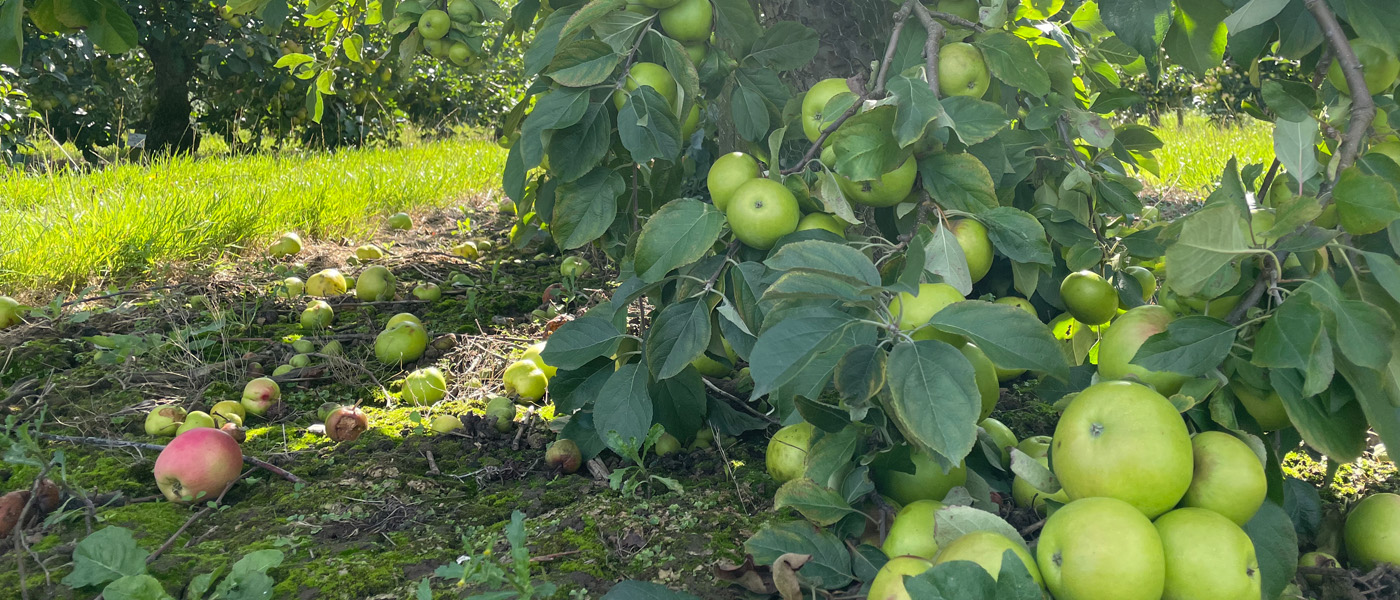 Sampling rare fruit with Brogdale Collections