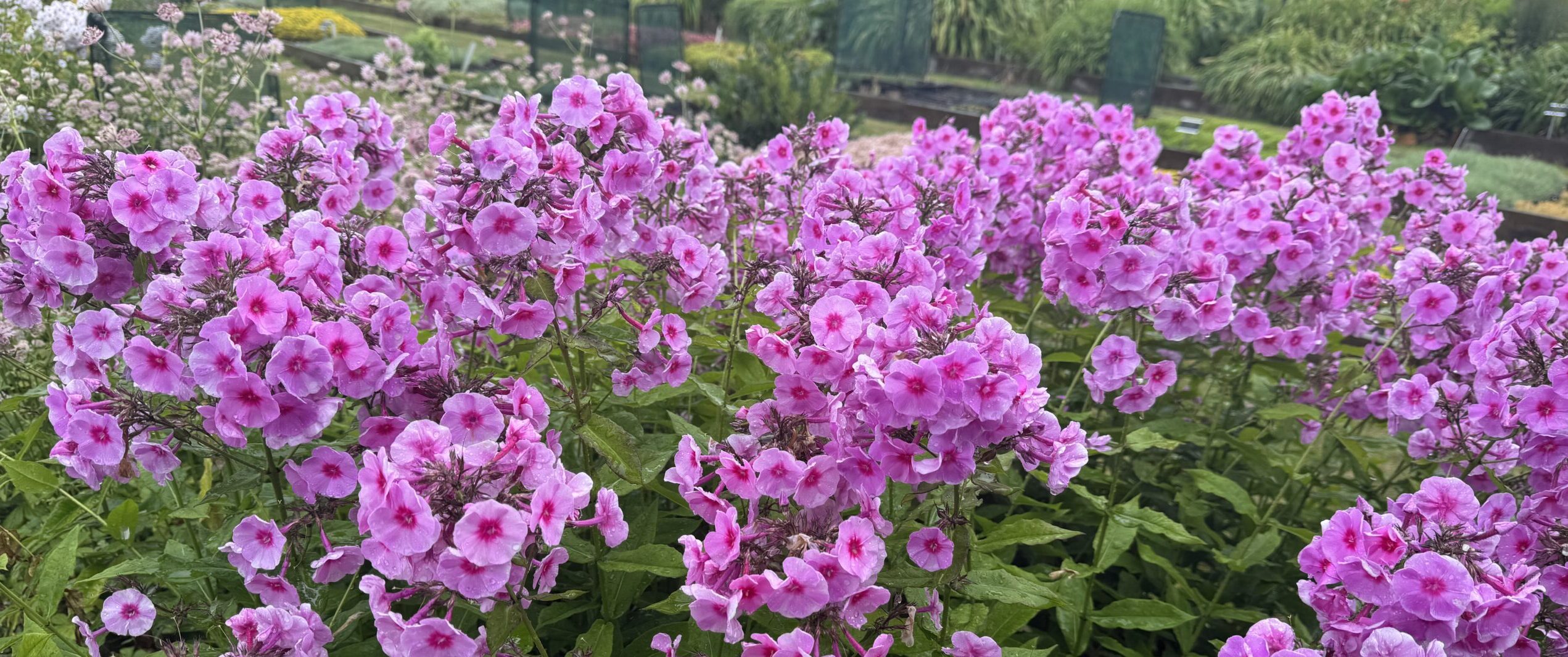 The Swedish National Gene Bank saving rare plants