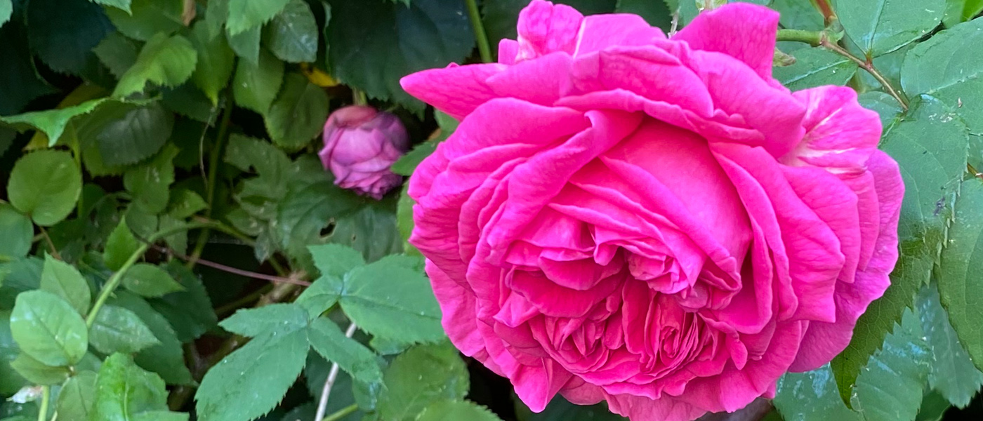 Who was Mme Isaac Pereire?