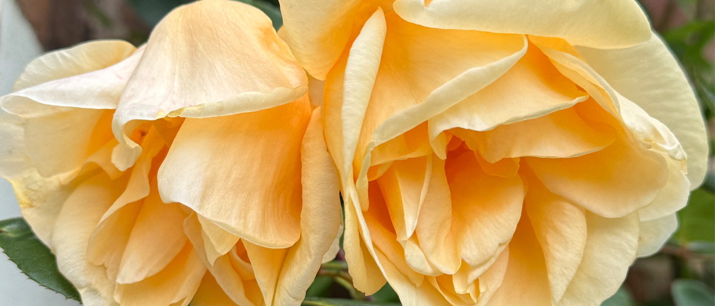 Lie back and think of England