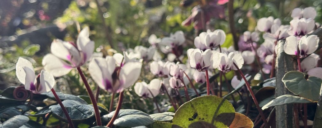 Cyclamen – a cure for more than just the winter blues