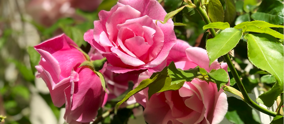 Who was Mme Grégoire Staechelin?