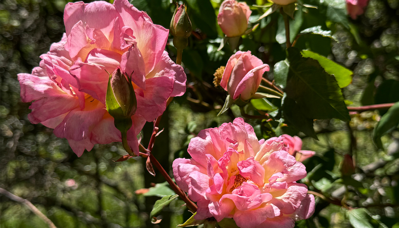 Old roses in Murray Radka's garden