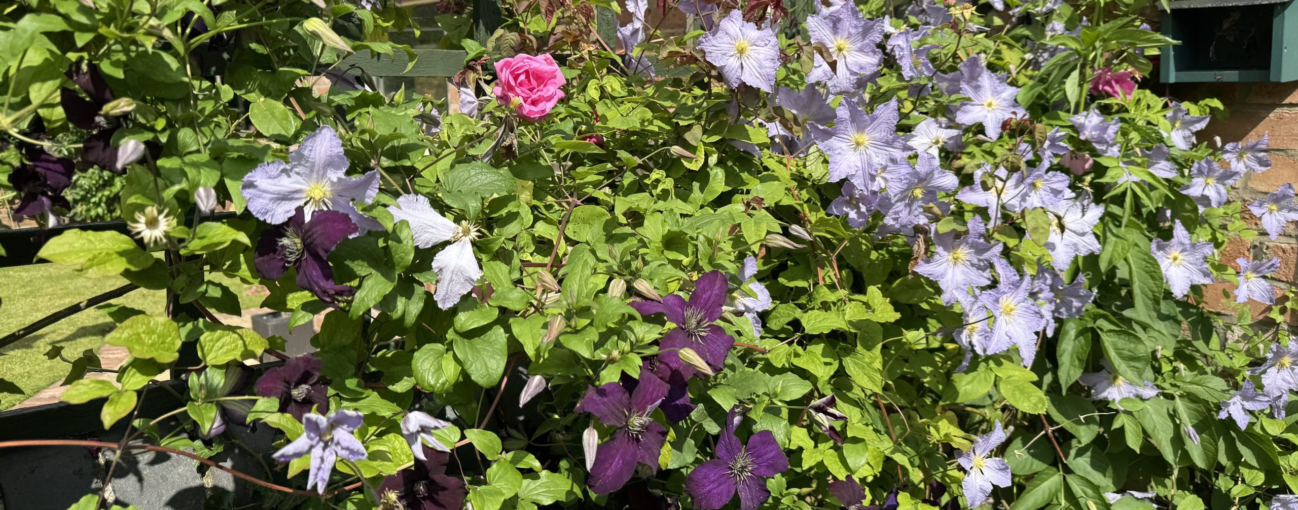 Where do clematis come from?