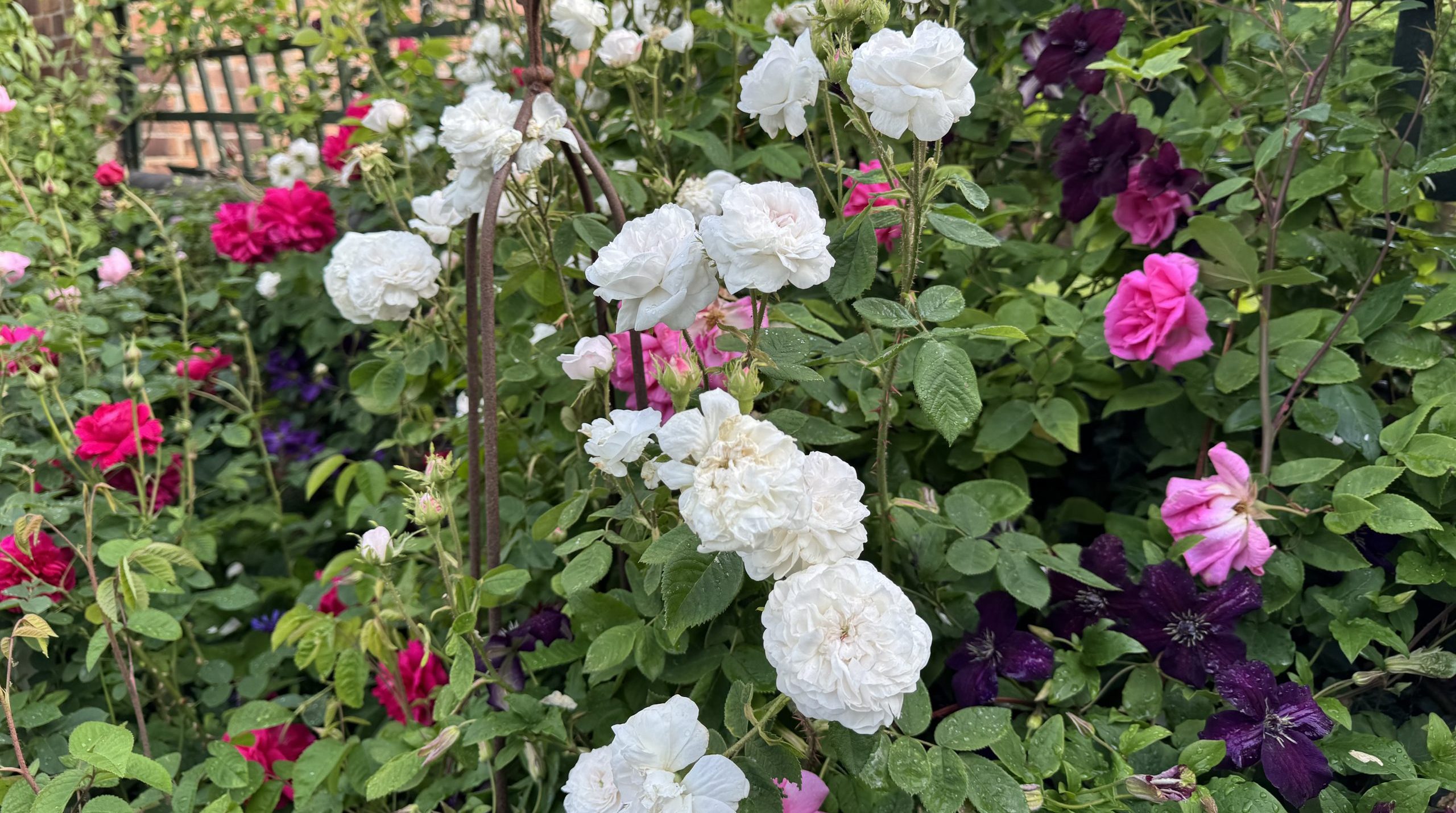 Where do clematis come from? Clematis and roses in the storyteller garden