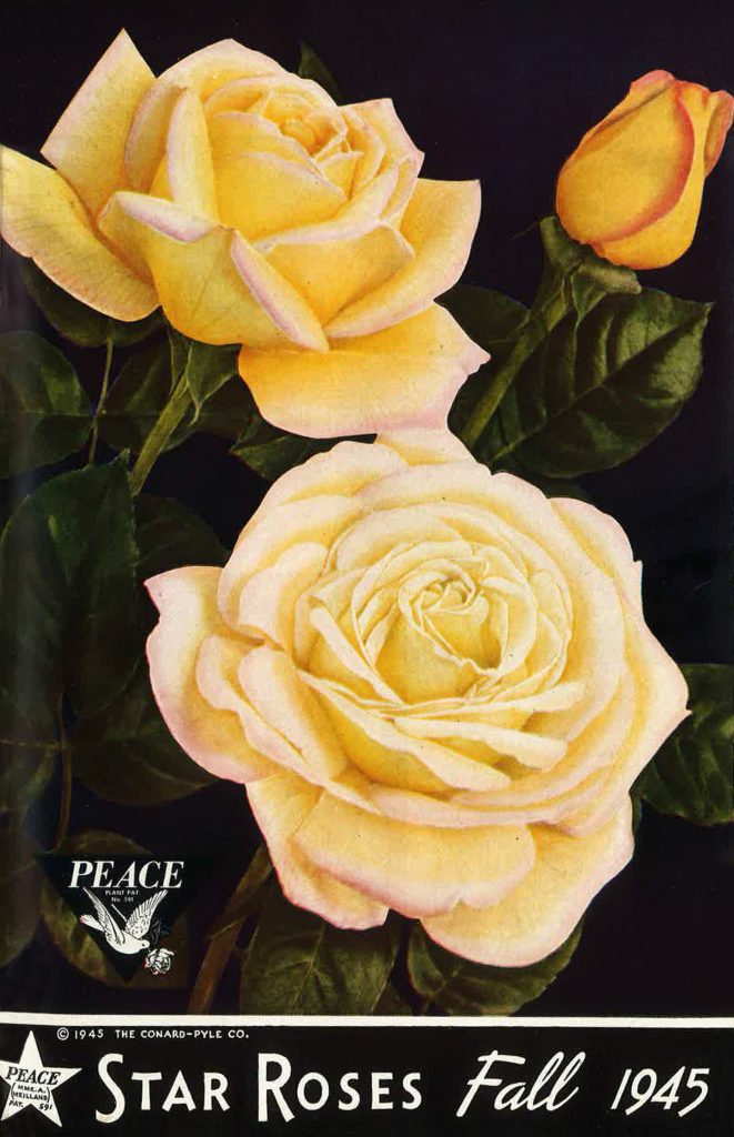 Star Roses catalogue advertising the 'Peace' rose