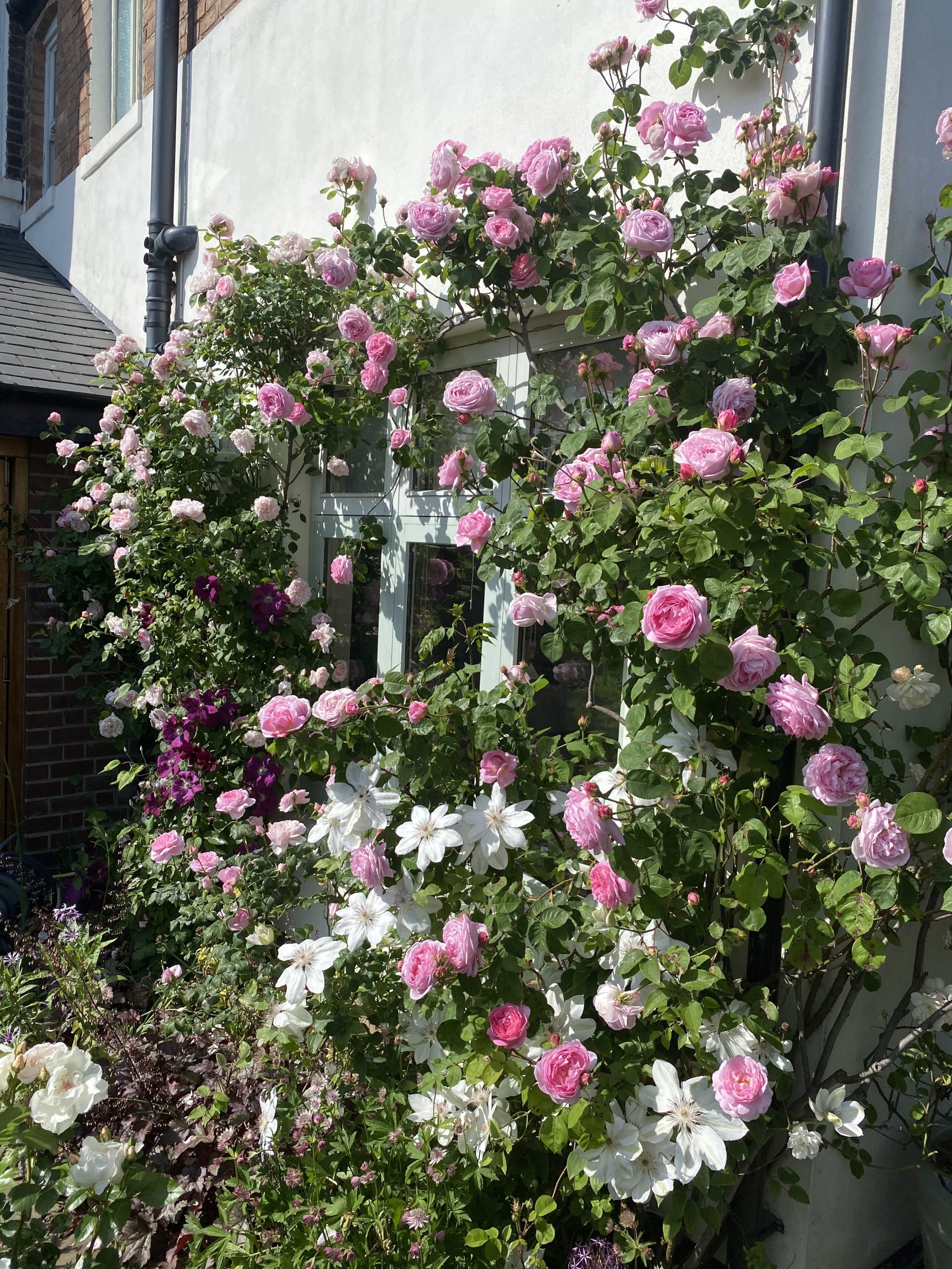 'Constance Spry' rose