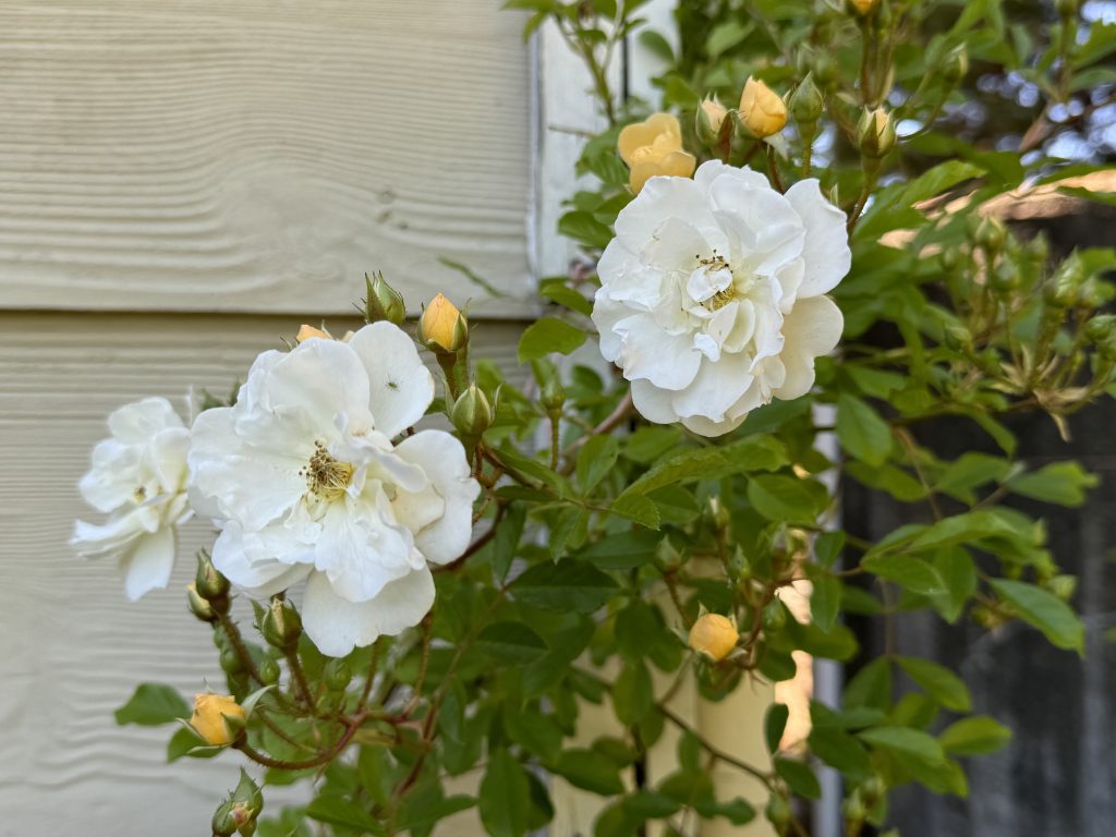 ‘Alister stella gray’ in a garden in Queenstown, New Zealand. Copyright: Martin Stott, the Storyteller Garden