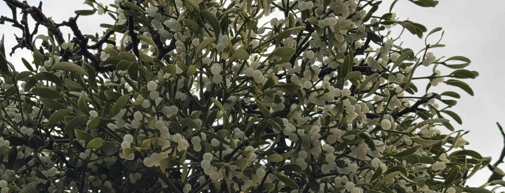 Mistletoe, the birds and kissing