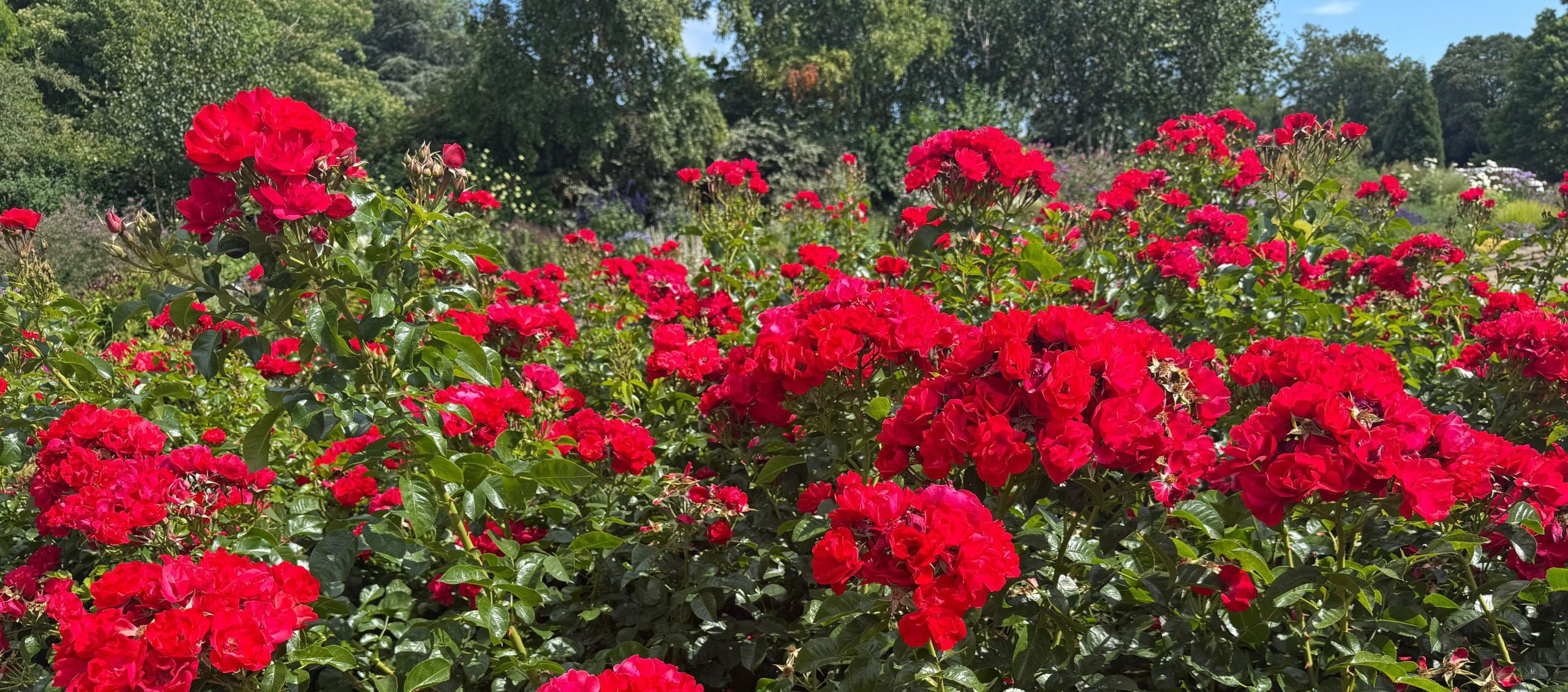 Queen Mary of Teck – the Rose Queen