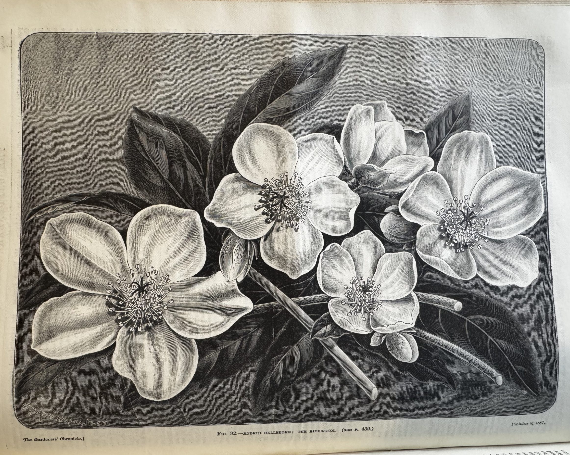 19th century engraving of hellebores