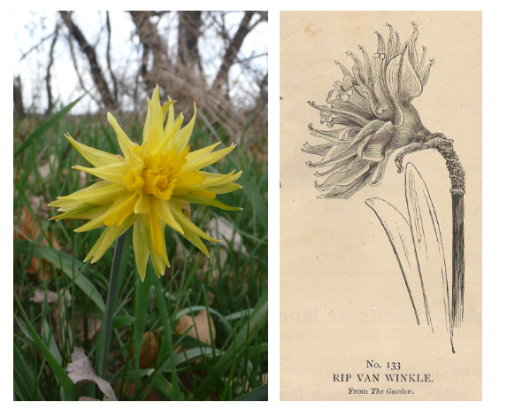 Rip Van Winkle daffodil