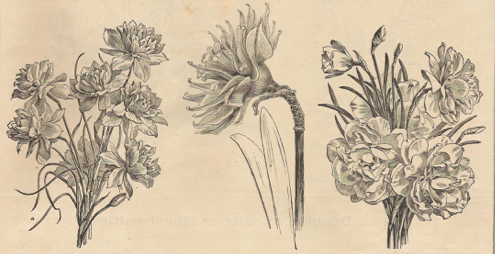 Irish daffodil mania and a forgotten artist