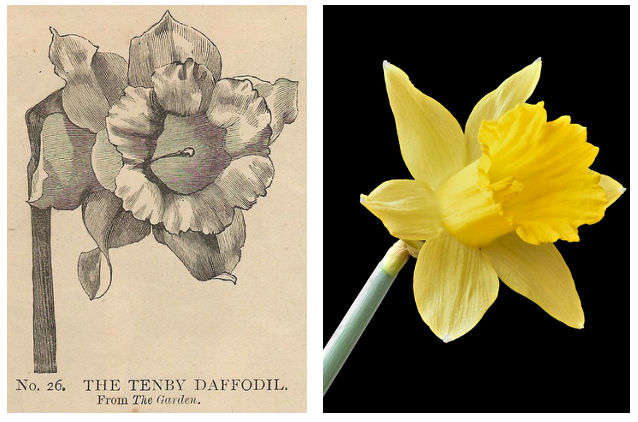 The Tenby daffodil