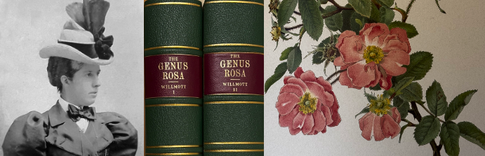 Ellen Willmott and the Genus Rosa