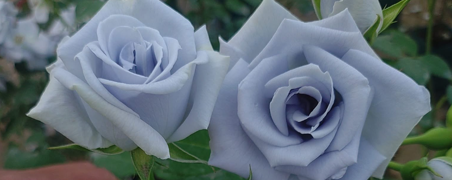 The quest for the blue rose