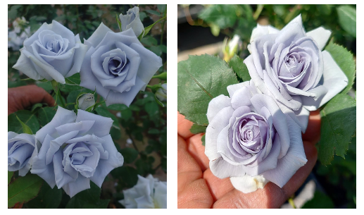 Blue roses in Japan