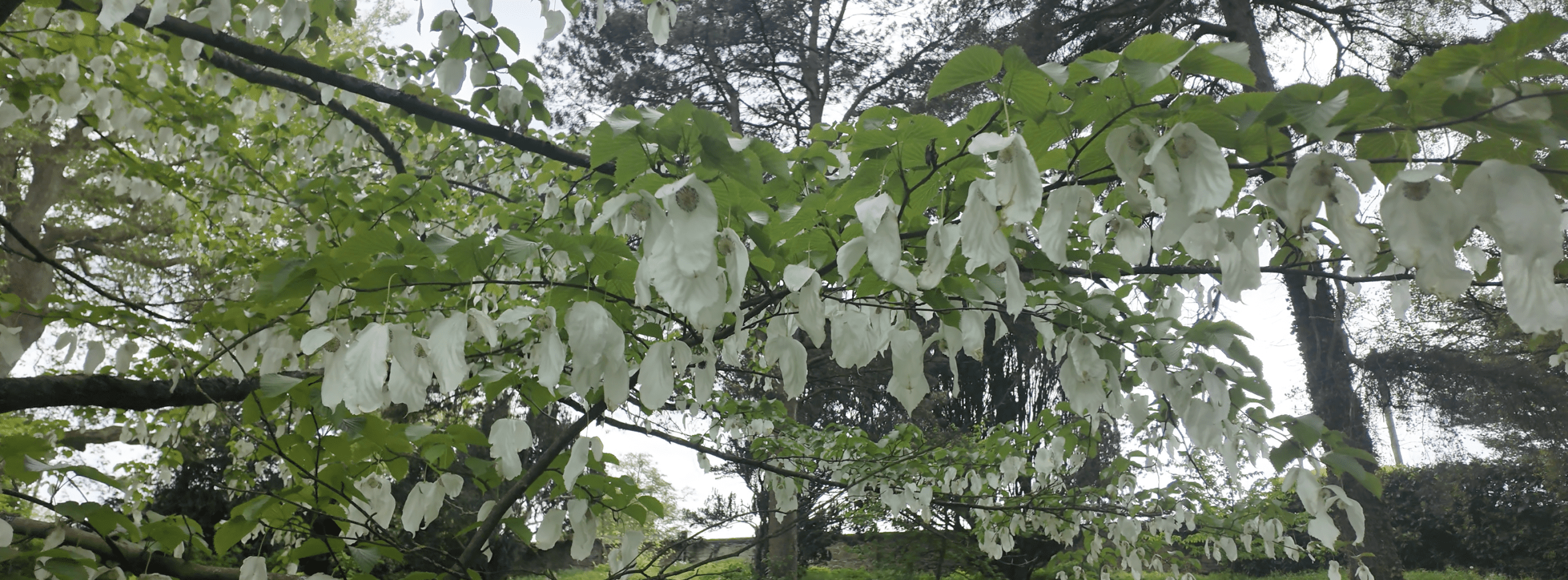 The Handkerchief Tree